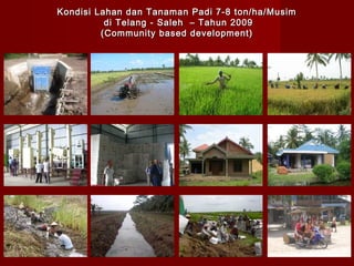 Kondisi Lahan dan Tanaman Padi 7-8 ton/ha/Musim
di Telang - Saleh – Tahun 2009
(Community based development)

 