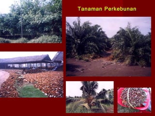 Tanaman Perkebunan

 