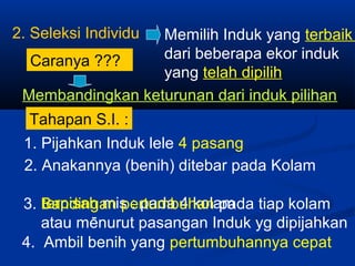 2. Seleksi Individu Memilih Induk yang terbaik
dari beberapa ekor induk
yang telah dipilih
1. Pijahkan Induk lele 4 pasang
Membandingkan keturunan dari induk pilihan
2. Anakannya (benih) ditebar pada Kolam
terpisah mis : pada 4 kolam
-
3. Bandingan pertumbuhan pada tiap kolam
atau menurut pasangan Induk yg dipijahkan
4. Ambil benih yang pertumbuhannya cepat
Caranya ???
Tahapan S.I. :
 
