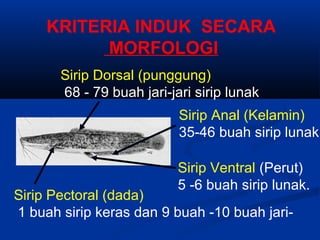 KRITERIA INDUK SECARA
MORFOLOGI
Sirip Dorsal (punggung)
68 - 79 buah jari-jari sirip lunak
Sirip Pectoral (dada)
1 buah sirip keras dan 9 buah -10 buah jari-
Sirip Ventral (Perut)
5 -6 buah sirip lunak.
Sirip Anal (Kelamin)
35-46 buah sirip lunak
 