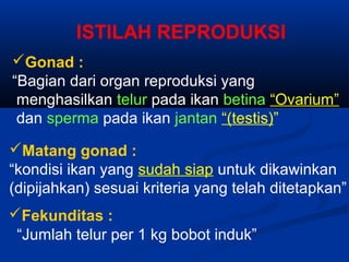 Gonad :
“Bagian dari organ reproduksi yang
menghasilkan telur pada ikan betina “Ovarium”
dan sperma pada ikan jantan “(testis)”
ISTILAH REPRODUKSI
Matang gonad :
“kondisi ikan yang sudah siap untuk dikawinkan
(dipijahkan) sesuai kriteria yang telah ditetapkan”
Fekunditas :
“Jumlah telur per 1 kg bobot induk”
 
