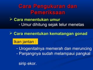 Cara Pengukuran danCara Pengukuran dan
PemeriksaanPemeriksaan
 Cara menentukan umur
- Umur dihitung sejak telur menetas
 Cara menentukan kematangan gonad
- Urogenitalnya memerah dan meruncing
- Panjangnya sudah melampaui pangkal
sirip ekor.
Ikan jantan :
 