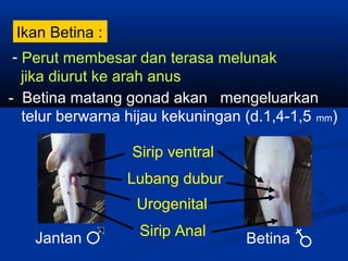 - Perut membesar dan terasa melunak
jika diurut ke arah anus
Ikan Betina :
- Betina matang gonad akan mengeluarkan
telur berwarna hijau kekuningan (d.1,4-1,5 mm)
Sirip ventral
Lubang dubur
Urogenital
Sirip AnalJantan Betina
 