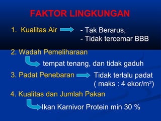 FAKTOR LINGKUNGAN
4. Kualitas dan Jumlah Pakan
1. Kualitas Air - Tak Berarus,
- Tidak tercemar BBB
2. Wadah Pemeliharaan
tempat tenang, dan tidak gaduh
3. Padat Penebaran Tidak terlalu padat
( maks : 4 ekor/m2
)
Ikan Karnivor Protein min 30 %
 