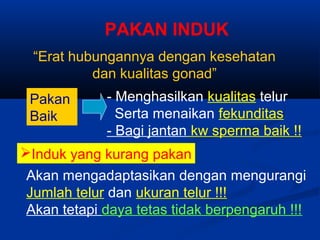 PAKAN INDUK
“Erat hubungannya dengan kesehatan
dan kualitas gonad”
Pakan
Baik
- Menghasilkan kualitas telur
Serta menaikan fekunditas
- Bagi jantan kw sperma baik !!
Induk yang kurang pakan
Akan mengadaptasikan dengan mengurangi
Jumlah telur dan ukuran telur !!!
Akan tetapi daya tetas tidak berpengaruh !!!
 