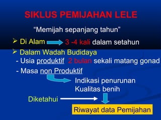 SIKLUS PEMIJAHAN LELE
“Memijah sepanjang tahun”
 Dalam Wadah Budidaya
- Usia produktif 2 bulan sekali matang gonad
- Masa non Produktif
 Di Alam 3 -4 kali dalam setahun
Indikasi penurunan
Kualitas benih
Riwayat data Pemijahan
Diketahui
 
