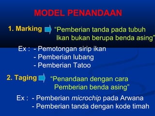 MODEL PENANDAAN
1. Marking “Pemberian tanda pada tubuh
Ikan bukan berupa benda asing”
Ex : - Pemotongan sirip ikan
- Pemberian lubang
- Pemberian Tatoo
2. Taging “Penandaan dengan cara
Pemberian benda asing”
Ex : - Pemberian microchip pada Arwana
- Pemberian tanda dengan kode timah
 