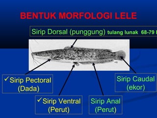BENTUK MORFOLOGI LELE
Sirip Dorsal (punggung) tulang lunak 68-79 b
Sirip Pectoral
(Dada)
Sirip Ventral
(Perut)
Sirip Anal
(Perut)
Sirip Caudal
(ekor)
 