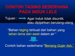 CONTOH TAGING SEDERHANA
PADA INDUK LELE
Tujuan : Agar induk tidak disuntik
atau dipijahkan berulang-ulang
“Bahan taging terbuat dari bahan yang
tahan lama dan awet dalam air “
Contoh bahan sederhana "Benang Gujer dsb.”
 