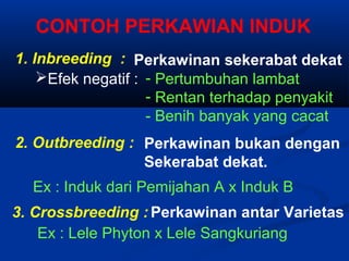 CONTOH PERKAWIAN INDUK
1. Inbreeding : Perkawinan sekerabat dekat
- Pertumbuhan lambat
- Rentan terhadap penyakit
- Benih banyak yang cacat
2. Outbreeding : Perkawinan bukan dengan
Sekerabat dekat.
3. Crossbreeding : Perkawinan antar Varietas
Efek negatif :
Ex : Lele Phyton x Lele Sangkuriang
Ex : Induk dari Pemijahan A x Induk B
 