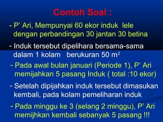 Contoh Soal :
- P’ Ari, Mempunyai 60 ekor induk lele
dengan perbandingan 30 jantan 30 betina
- Induk tersebut dipelihara bersama-sama
dalam 1 kolam berukuran 50 m2
- Pada awal bulan januari (Periode 1), P’ Ari
memijahkan 5 pasang Induk ( total :10 ekor)
- Setelah dipijahkan induk tersebut dimasukan
kembali, pada kolam pemeliharan induk
- Pada minggu ke 3 (selang 2 minggu), P’ Ari
memijhkan kembali sebanyak 5 pasang !!!
 