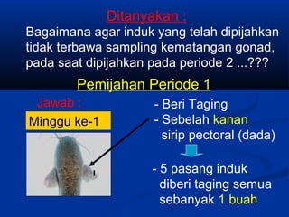 - Beri Taging
- Sebelah kanan
sirip pectoral (dada)
- 5 pasang induk
diberi taging semua
sebanyak 1 buah
Ditanyakan :
Bagaimana agar induk yang telah dipijahkan
tidak terbawa sampling kematangan gonad,
pada saat dipijahkan pada periode 2 ...???
Jawab :
Minggu ke-1
I
Pemijahan Periode 1
 