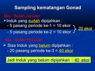 Induk yang sudah dipijahkan :
- 5 pasang periode ke-1 = 10 ekor
- 5 pasang periode ke-2 = 10 ekor
 Sisa Induk yang belum dipijahkan :
- 20 pasang periode ke-3 = 40 ekor
Mis : Bulan Januari
Mis : Bulan Pebruari
20 ekor
Jadi Induk yang belum dipijahkan : 40 ekor
Sampling kematangan Gonad
 