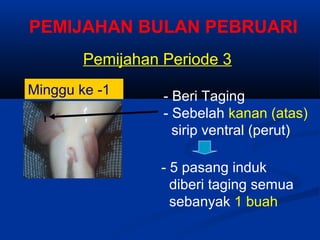Pemijahan Periode 3
Minggu ke -1 - Beri Taging
- Sebelah kanan (atas)
sirip ventral (perut)
- 5 pasang induk
diberi taging semua
sebanyak 1 buah
I
PEMIJAHAN BULAN PEBRUARI
 