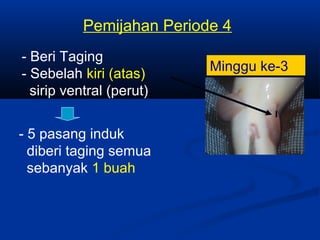 Pemijahan Periode 4
Minggu ke-3
- Beri Taging
- Sebelah kiri (atas)
sirip ventral (perut)
- 5 pasang induk
diberi taging semua
sebanyak 1 buah
I
 