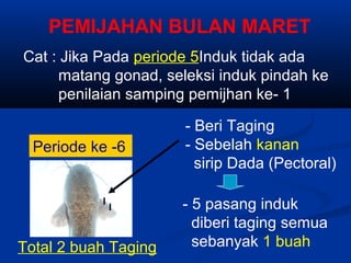 PEMIJAHAN BULAN MARET
- Beri Taging
- Sebelah kanan
sirip Dada (Pectoral)
- 5 pasang induk
diberi taging semua
sebanyak 1 buah
Periode ke -6
I
Cat : Jika Pada periode 5Induk tidak ada
matang gonad, seleksi induk pindah ke
penilaian samping pemijhan ke- 1
Total 2 buah Taging
I
 