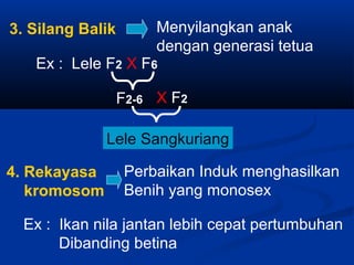 3. Silang Balik
4. Rekayasa
kromosom
Menyilangkan anak
dengan generasi tetua
Perbaikan Induk menghasilkan
Benih yang monosex
Ex : Lele F2 X F6
F2-6 X F2
Lele Sangkuriang
Ex : Ikan nila jantan lebih cepat pertumbuhan
Dibanding betina
 