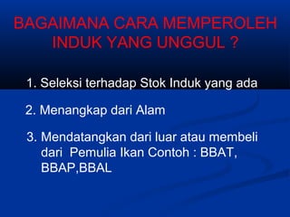 BAGAIMANA CARA MEMPEROLEH
INDUK YANG UNGGUL ?
1. Seleksi terhadap Stok Induk yang ada
2. Menangkap dari Alam
3. Mendatangkan dari luar atau membeli
dari Pemulia Ikan Contoh : BBAT,
BBAP,BBAL
 
