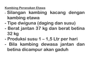 Kambing Peranakan Etawa
- Silangan kambing kacang dengan
  kambing etawa
- Tipe dwiguna (daging dan susu)
- Berat jantan 3...