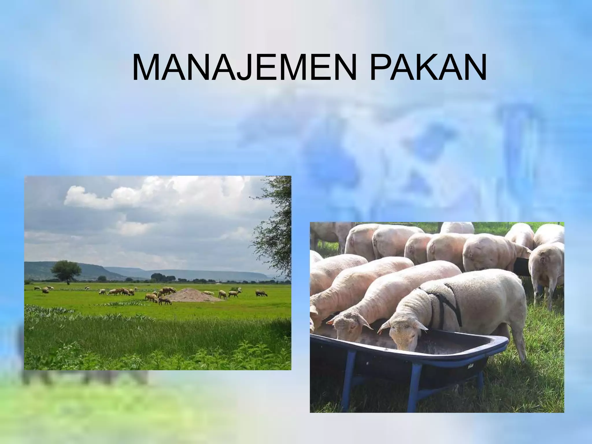 Strategi Manajemen Pakan Jelang Lomba untuk Kinerja Optimal Strategi Manajemen Pakan Jelang Lomba untuk Kinerja Optimal