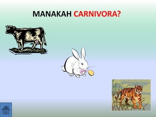 MANAKAH CARNIVORA?