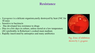 Resistance
 S.pyogenes is a delicate organism,easily destroyed by heat (54C for
30 min)
 Sensitive to bacitracin
 Has developed less resistance to drugs
 Dies in a few days in culture, unless stored at a low temperature
(4C) preferably in Robertson’s cooked meat medium
 Rapidly inactivated by antiseptics and many antibiotics
Fig. Zone of inhibition
shown by S. pyogenes
 