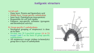 Antigenic structure
A,Cell wall:
1. Outer layer: Protein and lipoteichoic acid
2. Middle layer: Group specific carbohydrate
3. Inner layer: Peptidoglycan (mucoprotein)
 Responsible for cell wall rigidity
 Enhances non-specific resistance (pyrogenic
and thrombolytic activity)
B. Group specific C-carbohydrates
 Serological grouping of streptococci is done
on its basis
 Divided into 20 Lancefield groups (A to V)
except I and J on the basis of group specific
carbohydrates.
 All streptococci except viridans (α-hemolytic)
group have a layer of carbohydrate
 