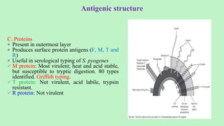 C. Proteins
 Present in outermost layer
 Produces surface protein antigens (F, M, T and
R)
 Useful in serological typing of S. pyogenes
 M protein: Most virulent; heat and acid stable,
but susceptible to tryptic digestion. 80 types
identified. Griffith typing.
 T protein: Not virulent, acid labile, trypsin
resistant.
 R protein: Not virulent
Antigenic structure
 