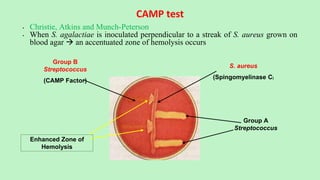 CAMP test
• Christie, Atkins and Munch-Peterson
• When S. agalactiae is inoculated perpendicular to a streak of S. aureus grown on
blood agar  an accentuated zone of hemolysis occurs
S. aureus
(Spingomyelinase C)
Group A
Streptococcus
Group B
Streptococcus
(CAMP Factor)
Enhanced Zone of
Hemolysis
 