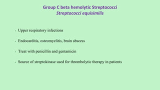 Group C beta hemolytic Streptococci
Streptococci equisimilis
• Upper respiratory infections
• Endocarditis, osteomyelitis, brain abscess
• Treat with penicillin and gentamicin
• Source of streptokinase used for thrombolytic therapy in patients
 