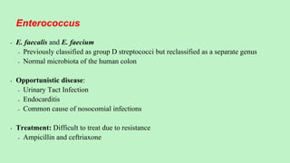 • E. faecalis and E. faecium
– Previously classified as group D streptococci but reclassified as a separate genus
– Normal microbiota of the human colon
• Opportunistic disease:
– Urinary Tact Infection
– Endocarditis
– Common cause of nosocomial infections
• Treatment: Difficult to treat due to resistance
– Ampicillin and ceftriaxone
Enterococcus
 