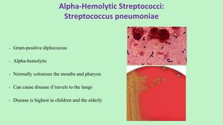 Alpha-Hemolytic Streptococci:
Streptococcus pneumoniae
• Gram-positive diplococcus
• Alpha-hemolytic
• Normally colonizes the mouths and pharynx
• Can cause disease if travels to the lungs
• Disease is highest in children and the elderly
 