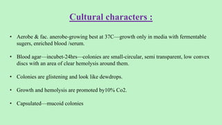 Cultural characters :
• Aerobe & fac. anerobe-growing best at 37C—growth only in media with fermentable
sugers, enriched blood /serum.
• Blood agar—incubet-24hrs—colonies are small-circular, semi transparent, low convex
discs with an area of clear hemolysis around them.
• Colonies are glistening and look like dewdrops.
• Growth and hemolysis are promoted by10% Co2.
• Capsulated—mucoid colonies
 