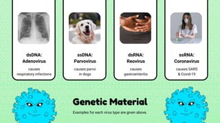 dsDNA:
Adenovirus
causes
respiratory infections
ssDNA:
Parvovirus
causes parvo
in dogs
dsRNA:
Reovirus
causes
gastroenteritis
ssRNA:
Coronavirus
causes SARS
& Covid-19
Genetic Material
Examples for each virus type are given above.
 