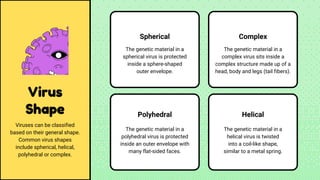Virus
Shape
Viruses can be classified
based on their general shape.
Common virus shapes
include spherical, helical,
polyhedral or complex.
Spherical
The genetic material in a
spherical virus is protected
inside a sphere-shaped
outer envelope.
Complex
The genetic material in a
complex virus sits inside a
complex structure made up of a
head, body and legs (tail fibers).
Polyhedral
The genetic material in a
polyhedral virus is protected
inside an outer envelope with
many flat-sided faces.
Helical
The genetic material in a
helical virus is twisted
into a coil-like shape,
similar to a metal spring.
 