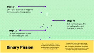 Binary Fission
Most bacteria reproduce through
binary fission. This process involves
a 'parent' bacteria cell dividing into
two identical 'daughter' cells.
Binary fission allows bacteria to rapidly
increase in number, which is important for
their survival. It is also a simple and efficient
way to reproduce that allows bacteria to adapt
quickly to changes in their environment.
Stage 01
DNA begins to replicate in the parent
cell in preparation for segregation.
Stage 02
Cells start to elongate. The
cell wall, cytoplasm and
DNA begin to separate.
Stage 03
Cell walls fully separate to form
two identical daughter cells.
 