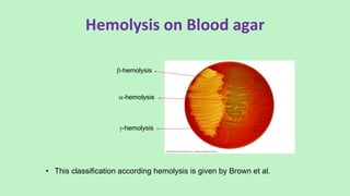 -hemolysis
-hemolysis
-hemolysis
Hemolysis on Blood agar
• This classification according hemolysis is given by Brown et al.
 