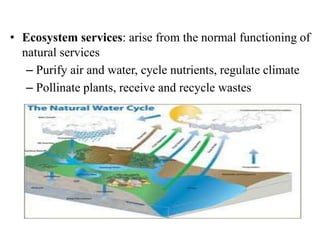 • Ecosystem services: arise from the normal functioning of
natural services
– Purify air and water, cycle nutrients, regulate climate
– Pollinate plants, receive and recycle wastes
 