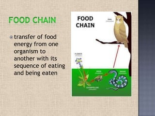  transfer of food
energy from one
organism to
another with its
sequence of eating
and being eaten
 