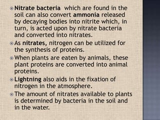  Nitrate bacteria which are found in the
soil can also convert ammonia released
by decaying bodies into nitrite which, in
turn, is acted upon by nitrate bacteria
and converted into nitrates.
 As nitrates, nitrogen can be utilized for
the synthesis of proteins.
 When plants are eaten by animals, these
plant proteins are converted into animal
proteins.
 Lightning also aids in the fixation of
nitrogen in the atmosphere.
 The amount of nitrates available to plants
is determined by bacteria in the soil and
in the water.
 
