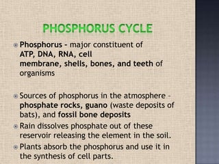  Phosphorus – major constituent of
ATP, DNA, RNA, cell
membrane, shells, bones, and teeth of
organisms
 Sources of phosphorus in the atmosphere –
phosphate rocks, guano (waste deposits of
bats), and fossil bone deposits
 Rain dissolves phosphate out of these
reservoir releasing the element in the soil.
 Plants absorb the phosphorus and use it in
the synthesis of cell parts.
 