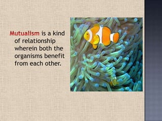 is a kind
of relationship
wherein both the
organisms benefit
from each other.
 