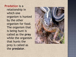 is a
relationship in
which one
organism is hunted
by the other
organism for food.
The organism that
is being hunt is
called as the prey
while the organism
that hunts the
prey is called as
the predator.
 