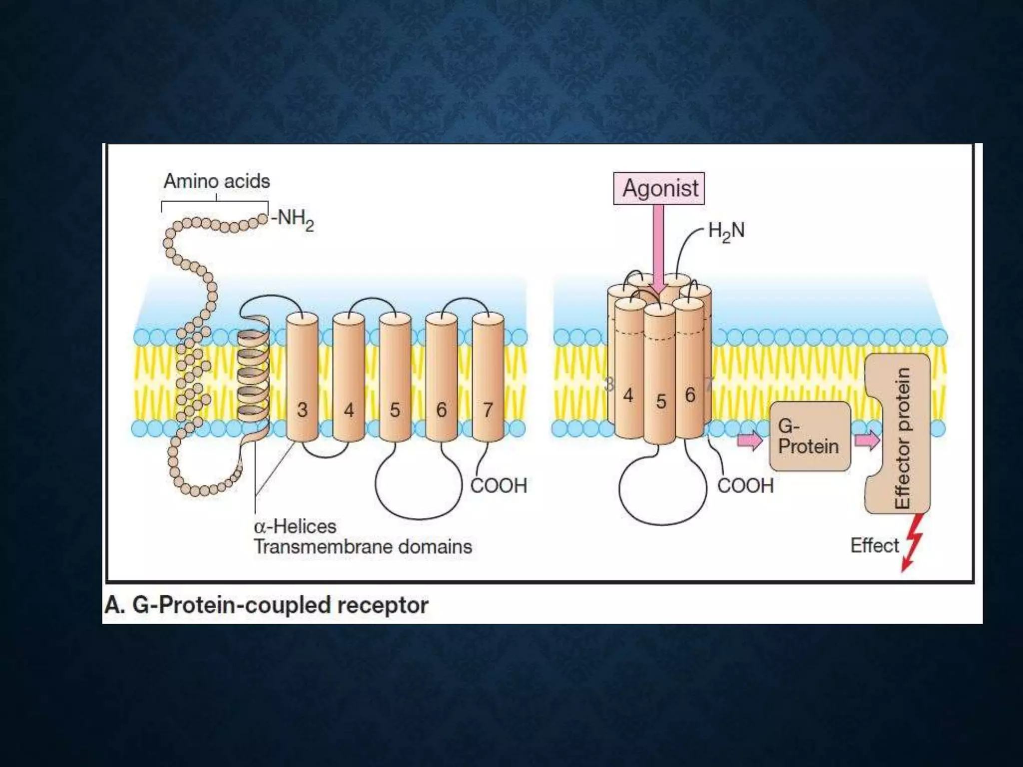 MECHANISM OF ACTION OF DRUGS | PPTX