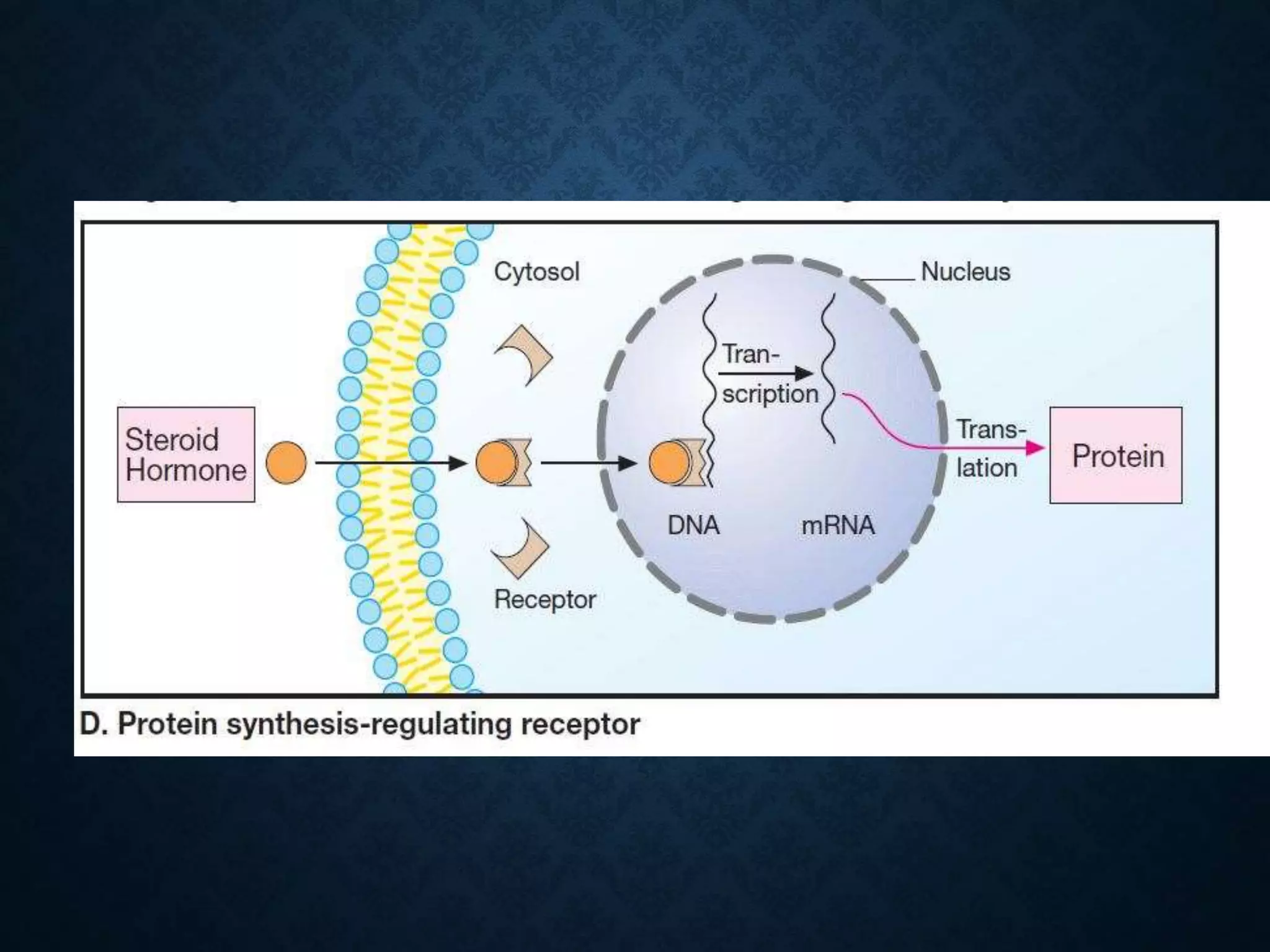 MECHANISM OF ACTION OF DRUGS | PPTX