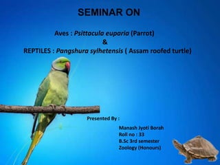 SEMINAR ON
Presented By :
Manash Jyoti Borah
Roll no : 33
B.Sc 3rd semester
Zoology (Honours)
Aves : Psittacula euparia (Parrot)
&
REPTILES : Pangshura sylhetensis ( Assam roofed turtle)
 