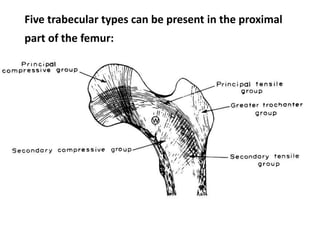 Five trabecular types can be present in the proximal
part of the femur:
1. principal compression
2. secondary compression
3. primary tensile
4. secondary tensile
5. intertrochanteric
 