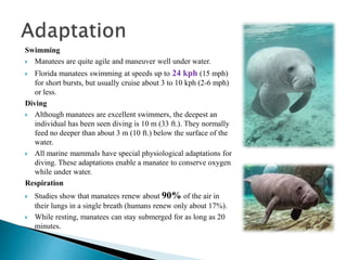Manatee by syekat | PPT