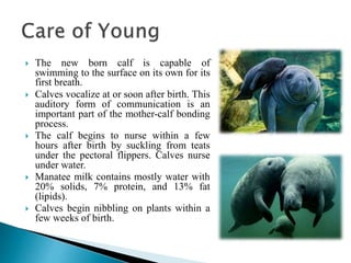 Manatee Reproduction Process Manatee by syekat | PPTX