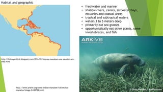 Manatee communication methods | PPT